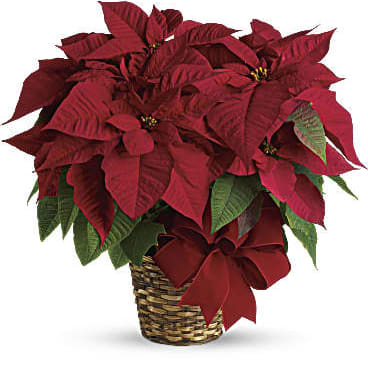 Poinsettia Flower Bouquet