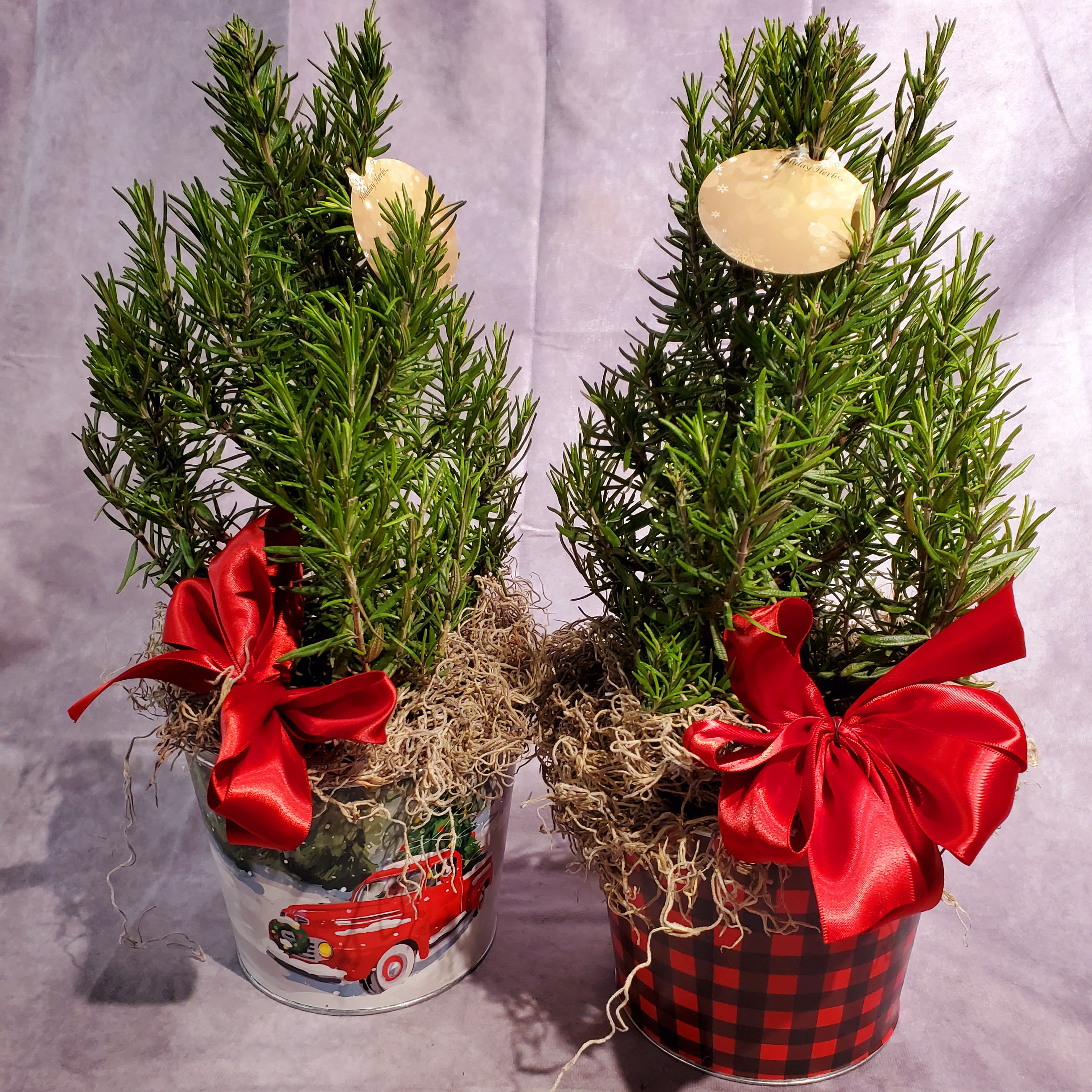Rosemary Christmas Tree