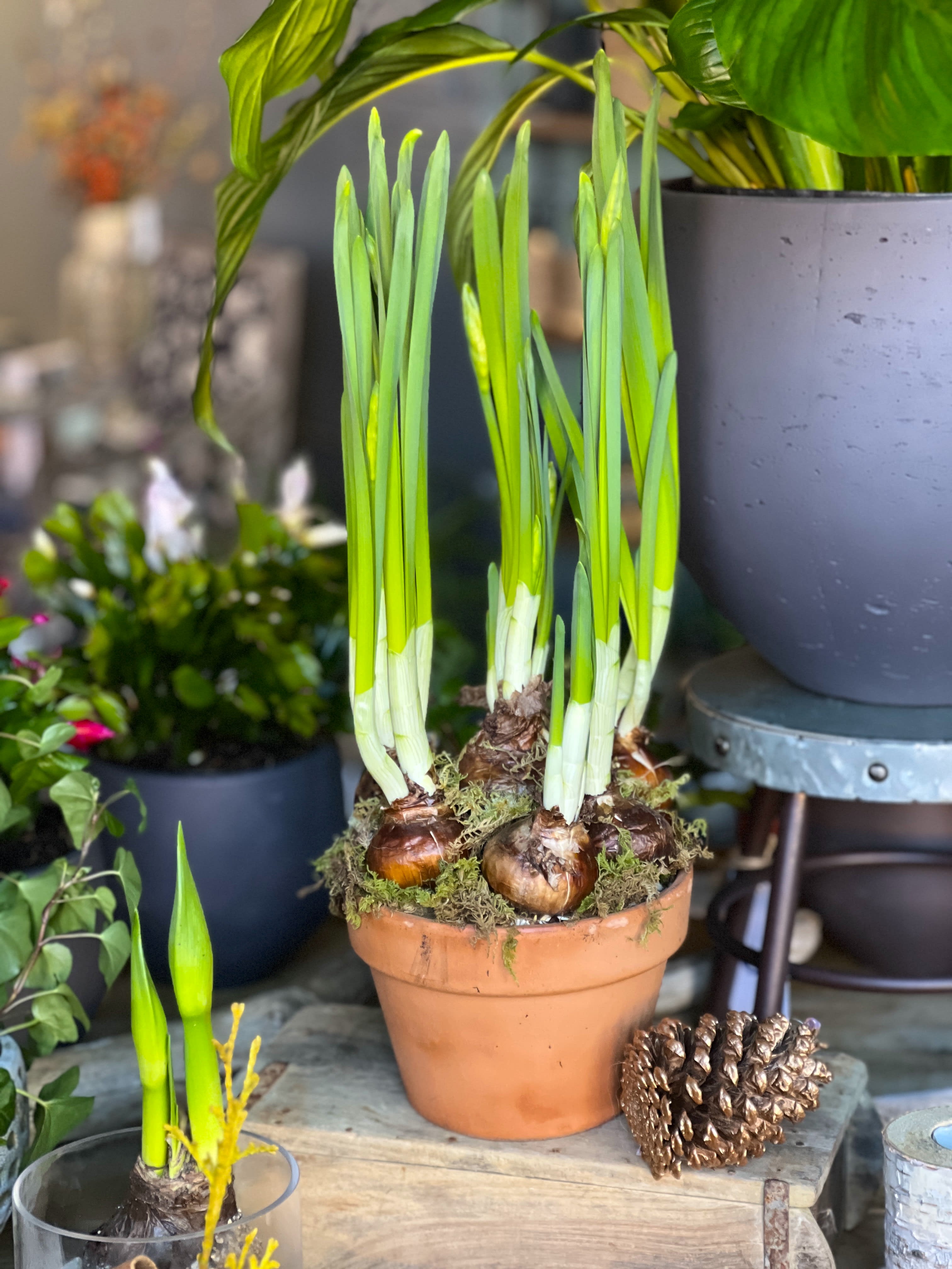 PAPERWHITES TERRA Flower Bouquet