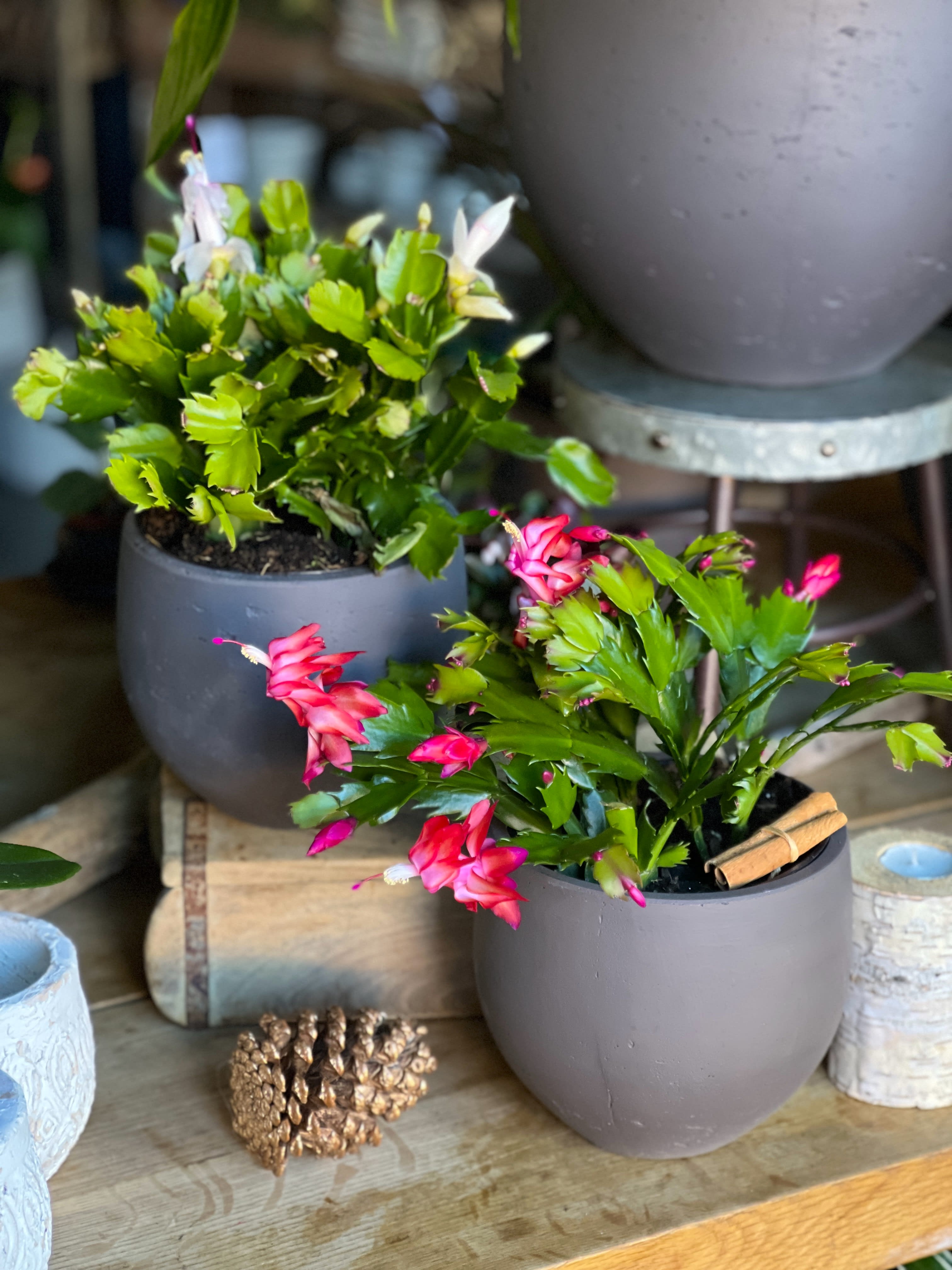 CHRISTMAS CACTUS Flower Bouquet