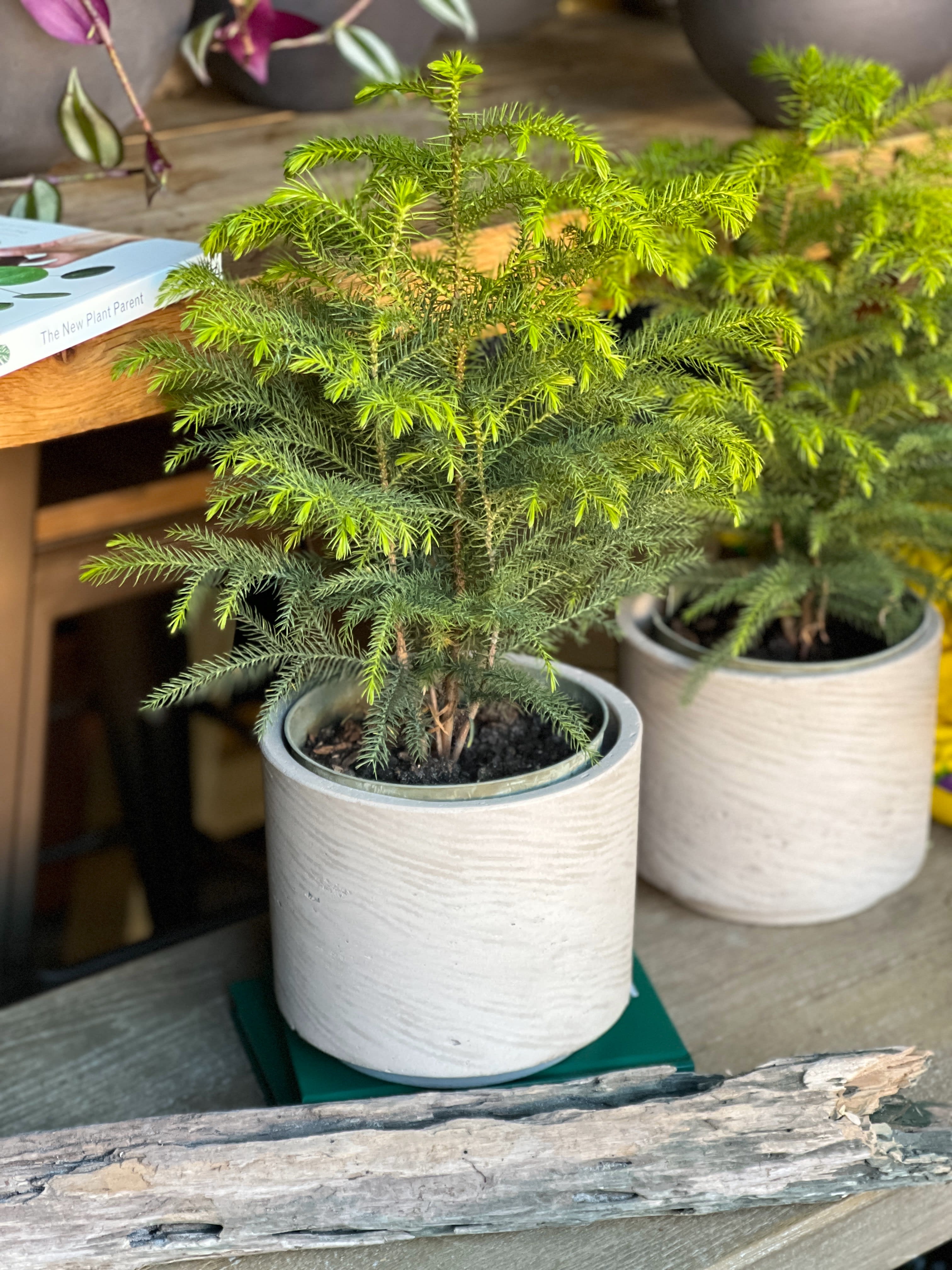 Norfolk Island pine Flower Bouquet