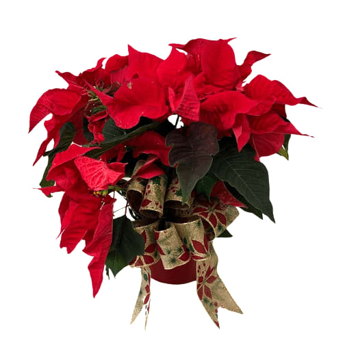 Fiesta Poinsettia H-7000 Flower Bouquet