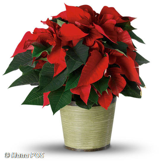 Poinsettia Plant