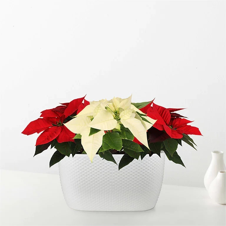 Red & White Bi-Color Sparkle Poinsettia