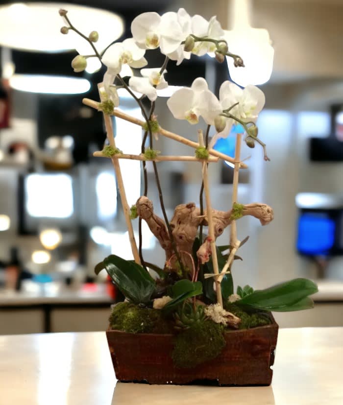 Orchid Planter 5