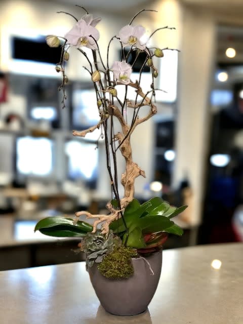 Orchids & Succulents