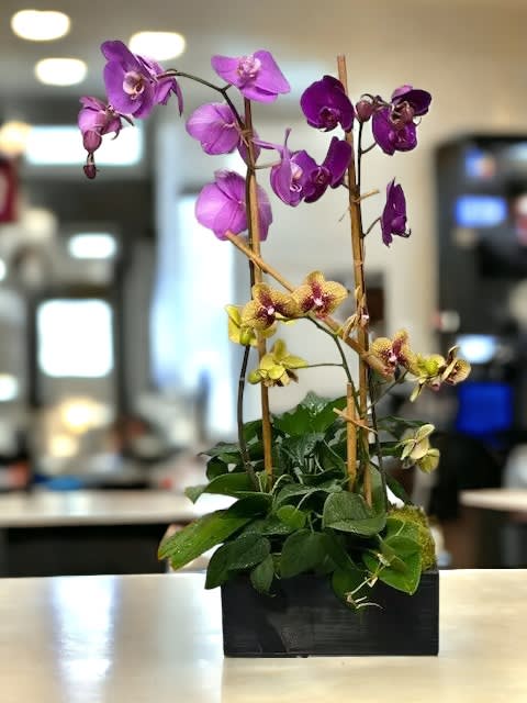 Orchids & Succulents 4