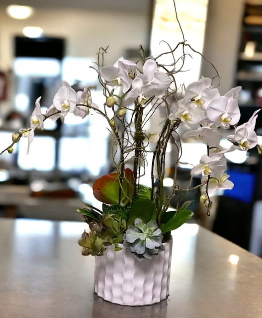 Orchids & Succulents 9