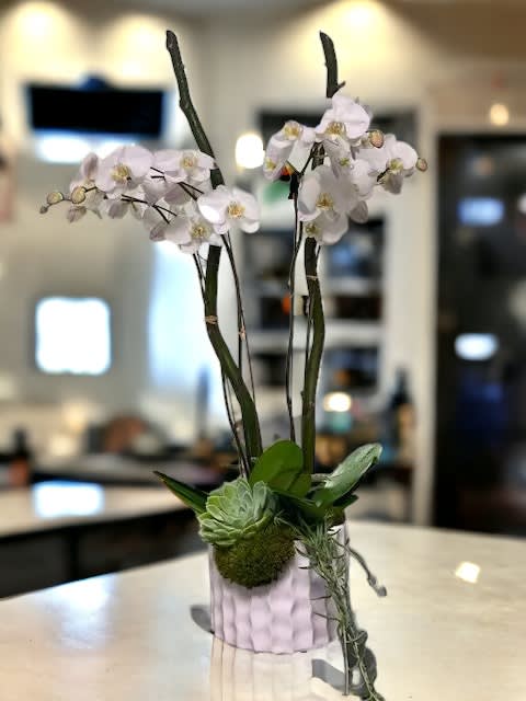 Orchids & Succulents