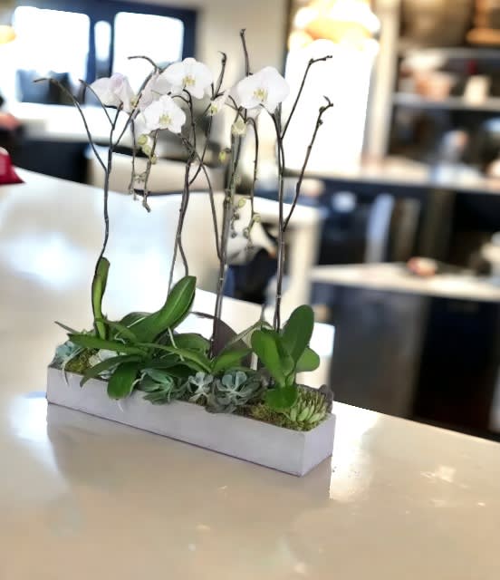 Orchids & Succulents 12