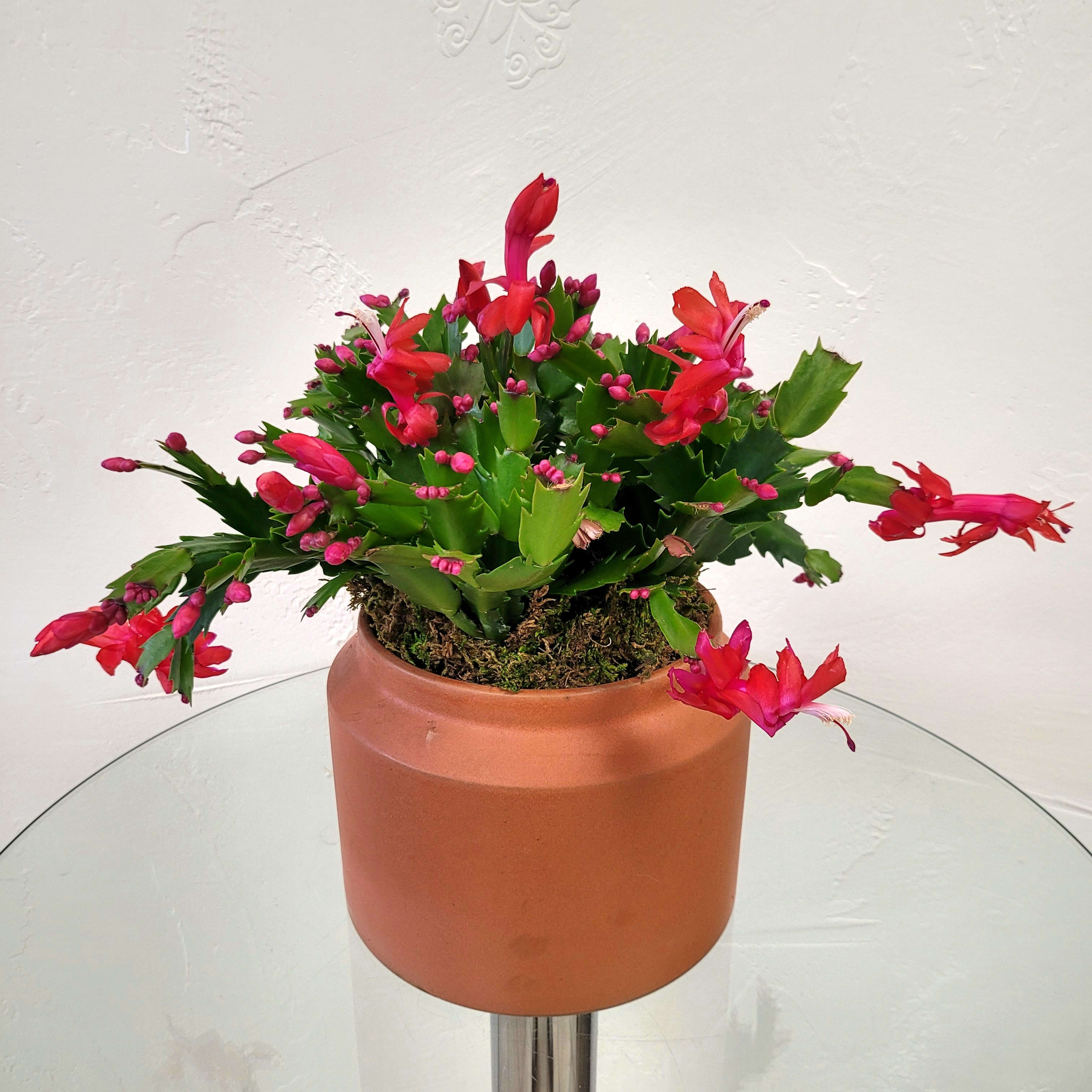 Christmas Cactus Flower Bouquet
