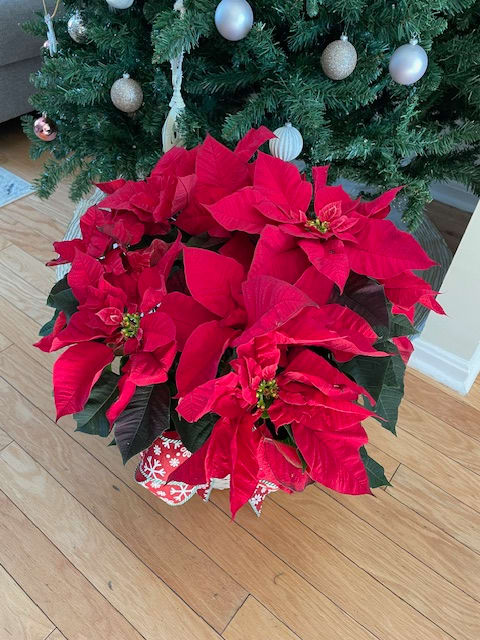 Red Poinsettia Basket (L) 8-inch