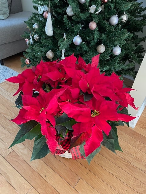 Red Poinsettia Basket (X- Large) 10"