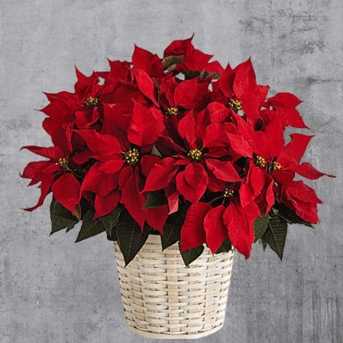 POINSETTIA
