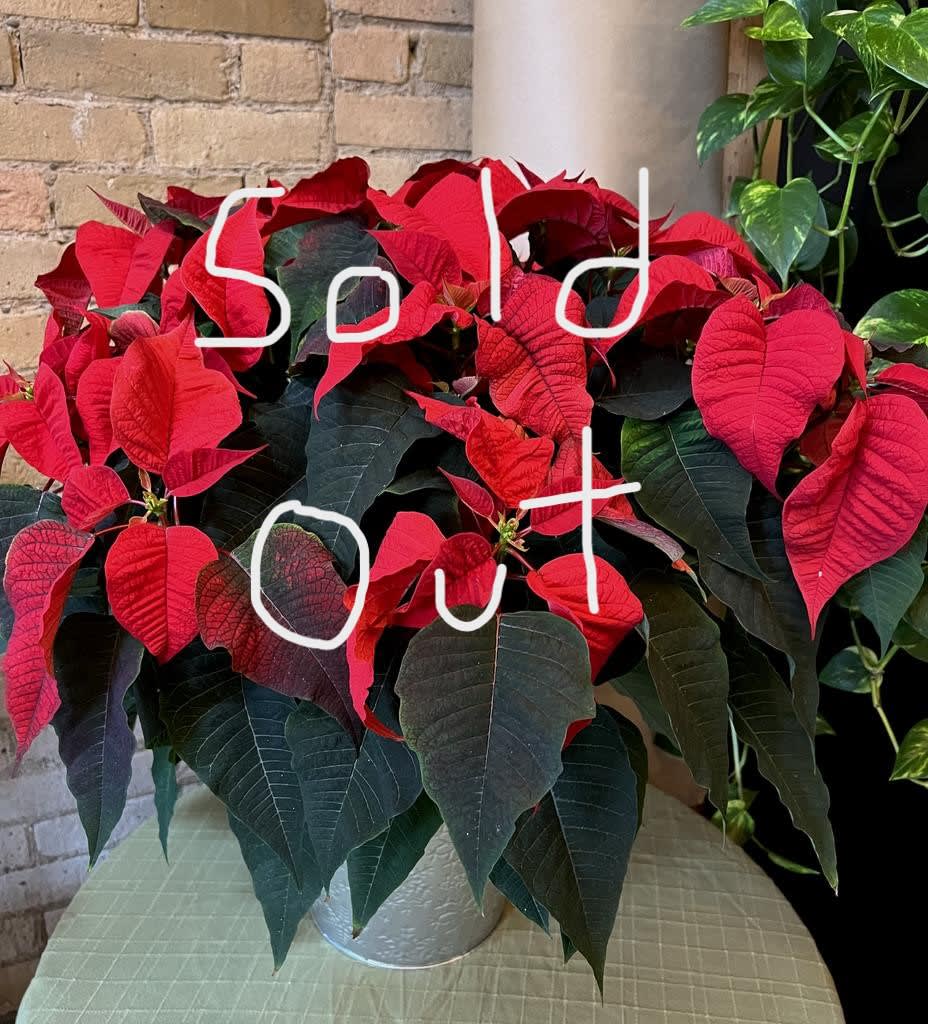 Large Red Poinsettia in a Reusable Tin Pot