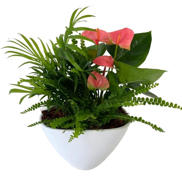 Tropical Dish Garden