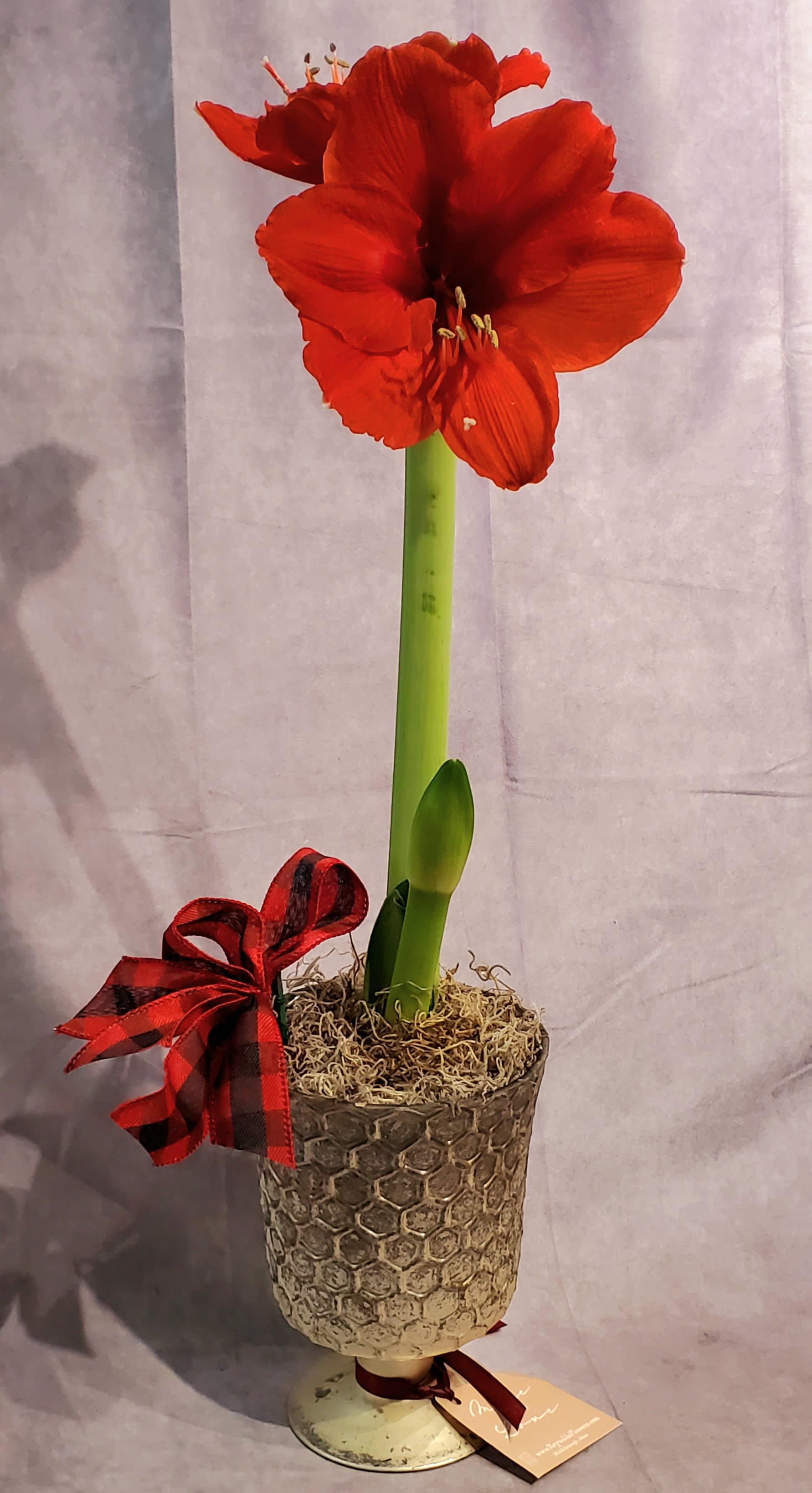 Merry Amaryllis in Mercury Glass