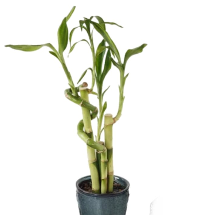 Lucky Bamboo Flower Bouquet