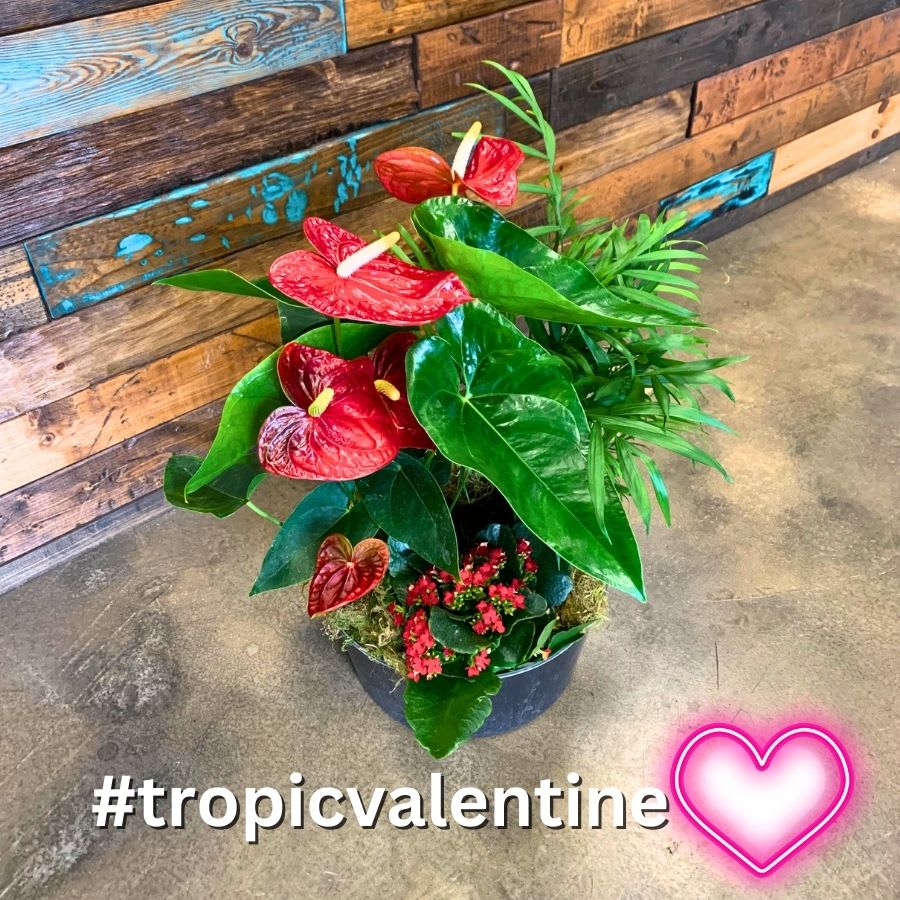 Tropic Valentine