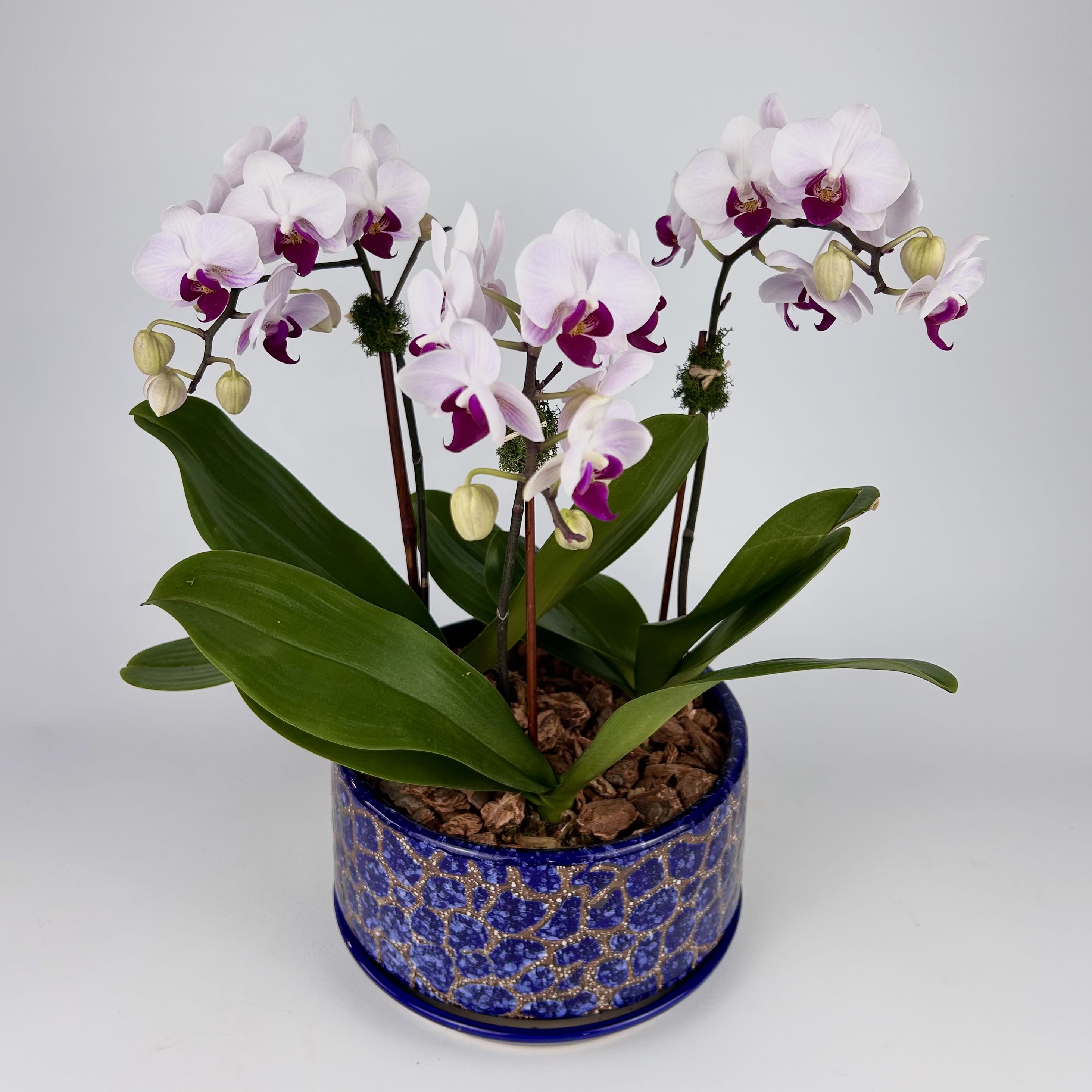 Orchid Flower & Plant Delivery Closter NJ Closter Florist