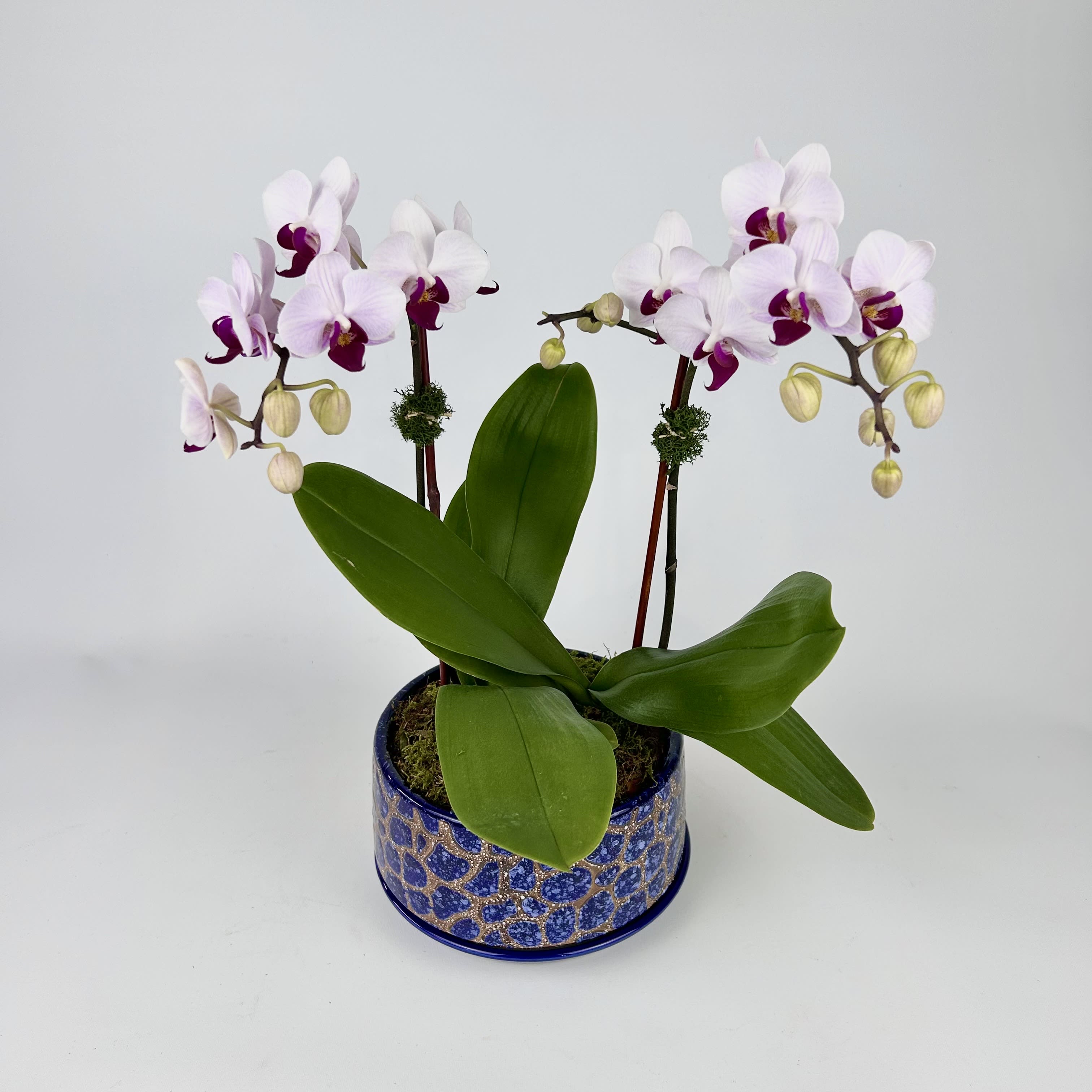 Closter Florist Fresh Flower Delivery Closter NJ by Closter Flowers