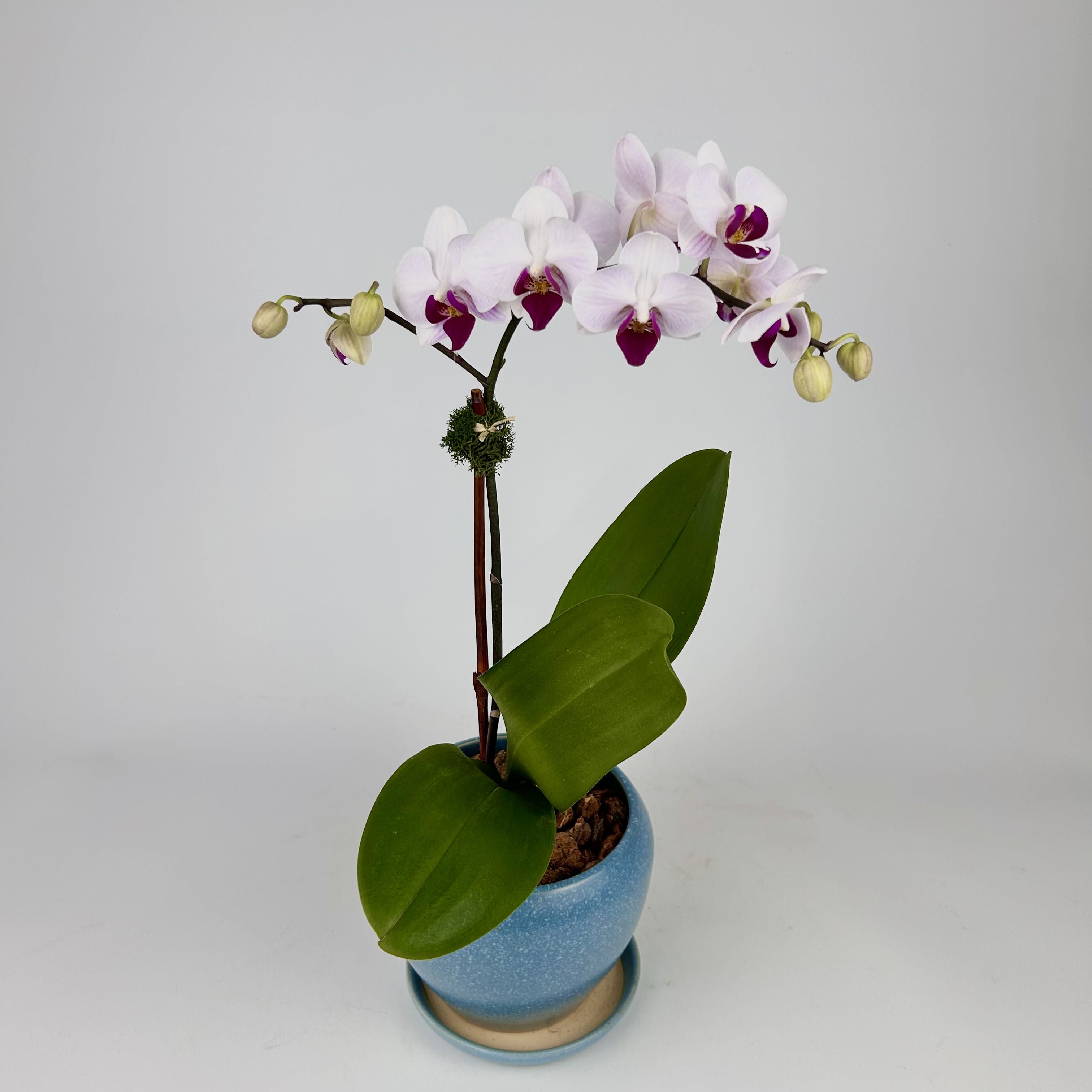 Orchid Flower & Plant Delivery Closter NJ Closter Florist