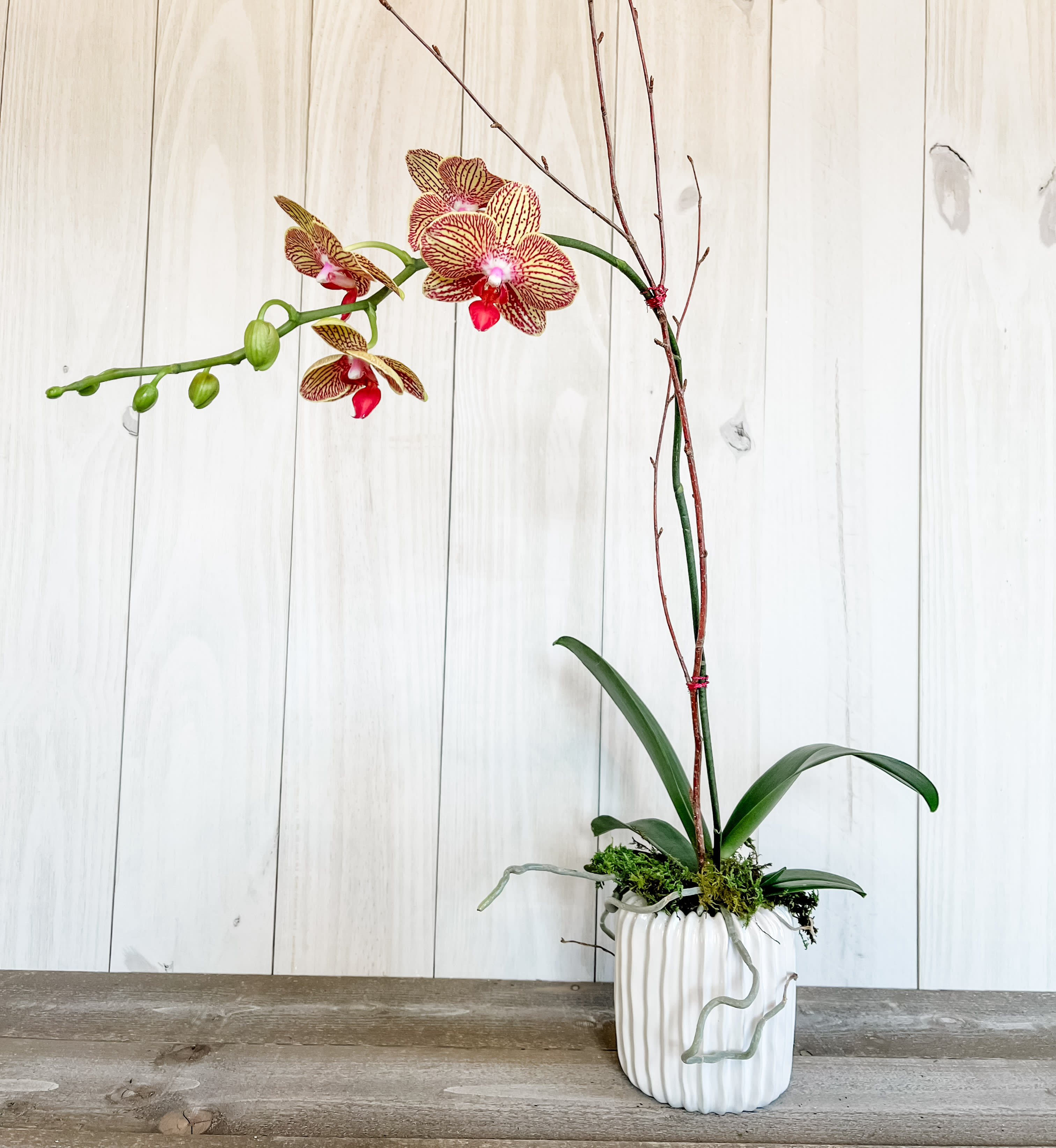 Orchid in Ceramic Pot (colors will very)