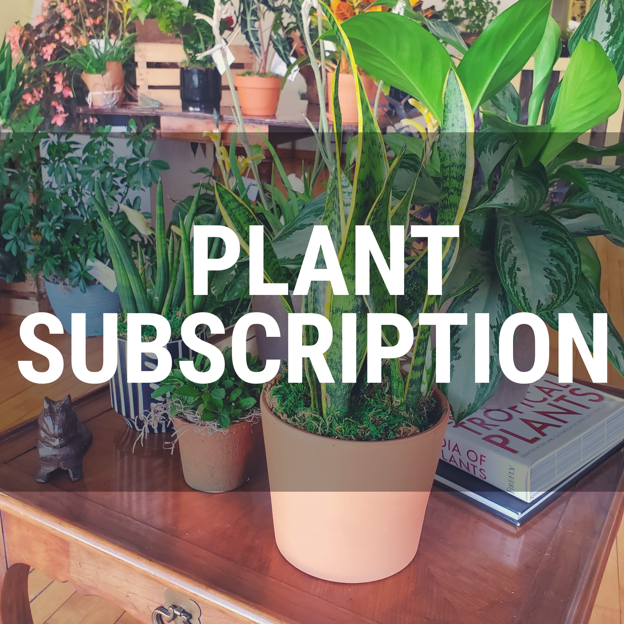 Houseplant Subscription