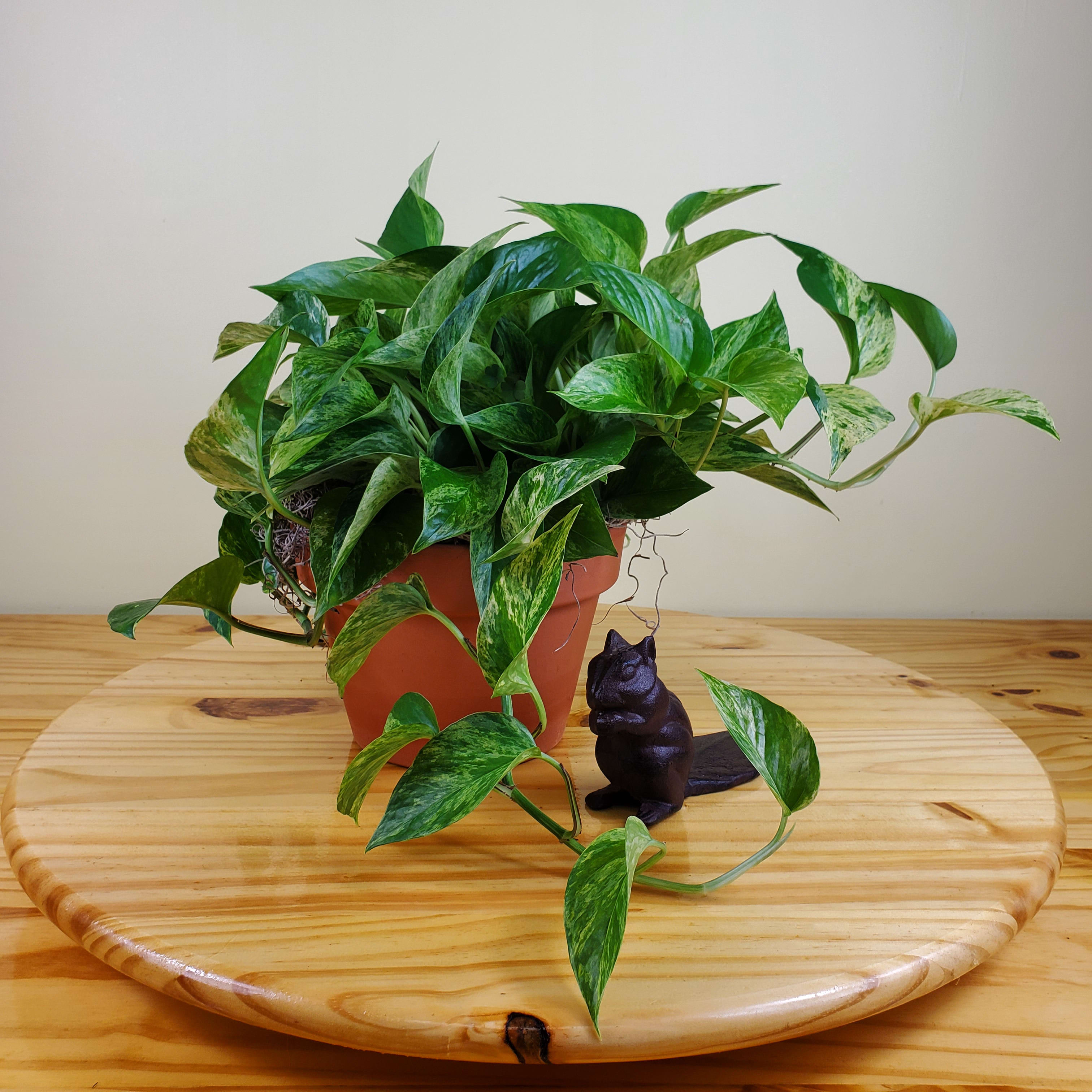 Houseplant Flower Bouquet