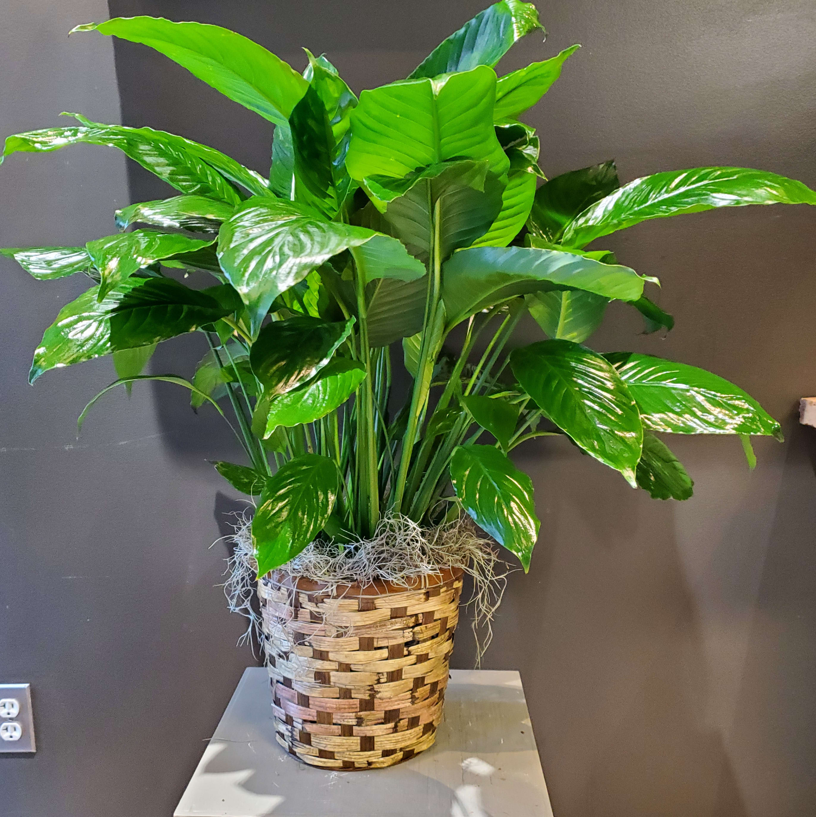 Plants Flower Delivery Chapel Hill NC Chapel Hill Florist