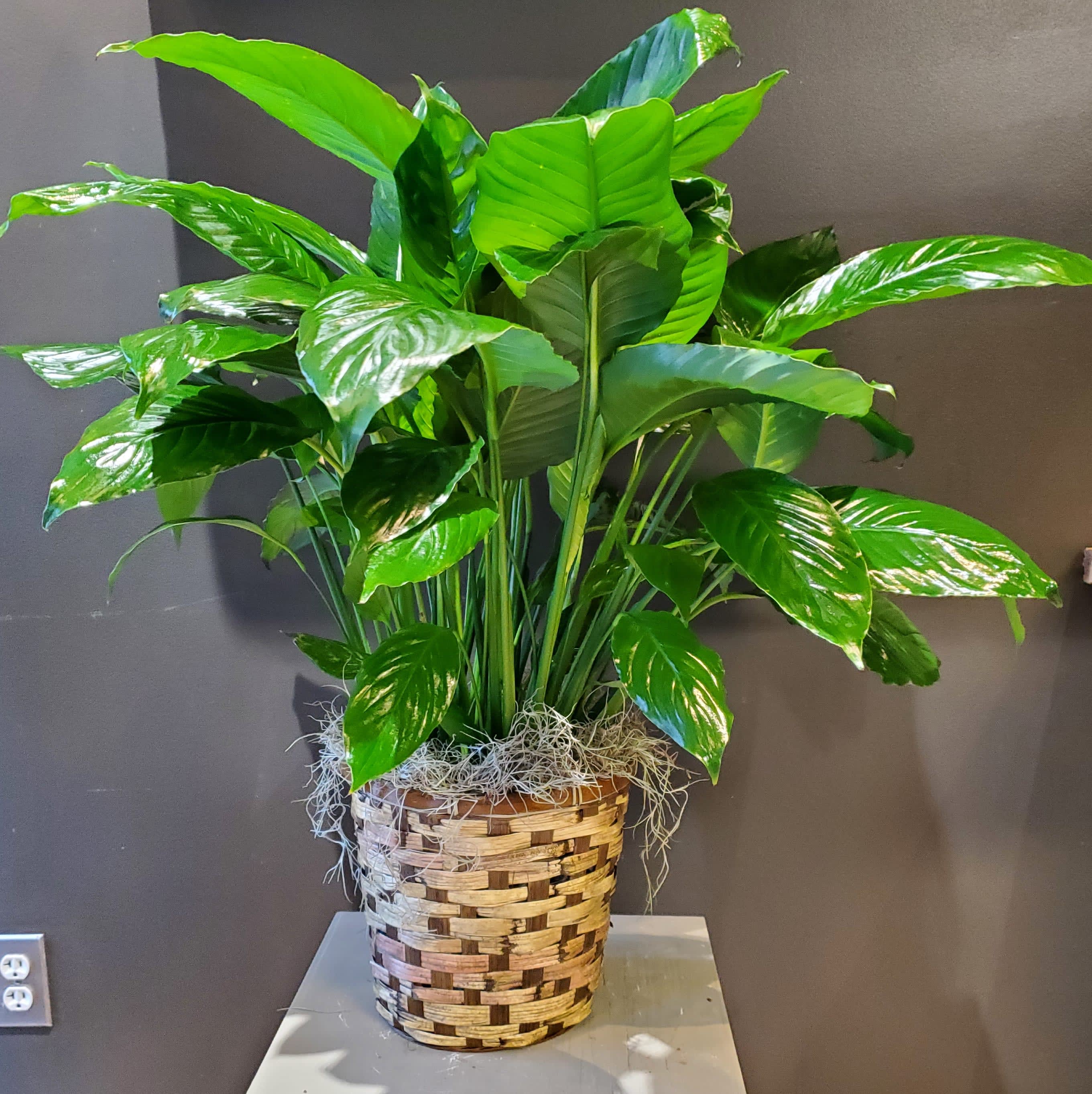 Spathiphyllum (Peace Lily)