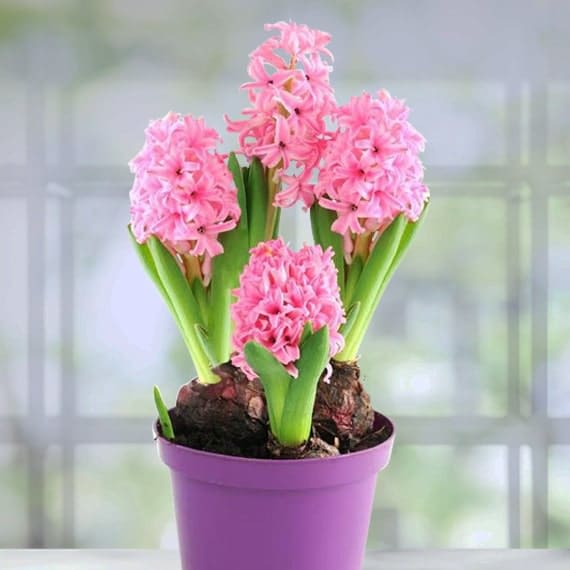 Hyacinth Plant Flower Bouquet