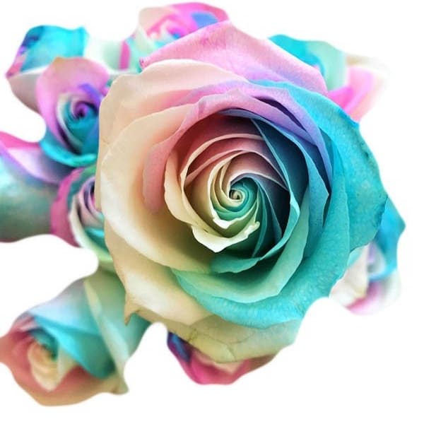 Marshmallow Tinted Roses Flower Bouquet