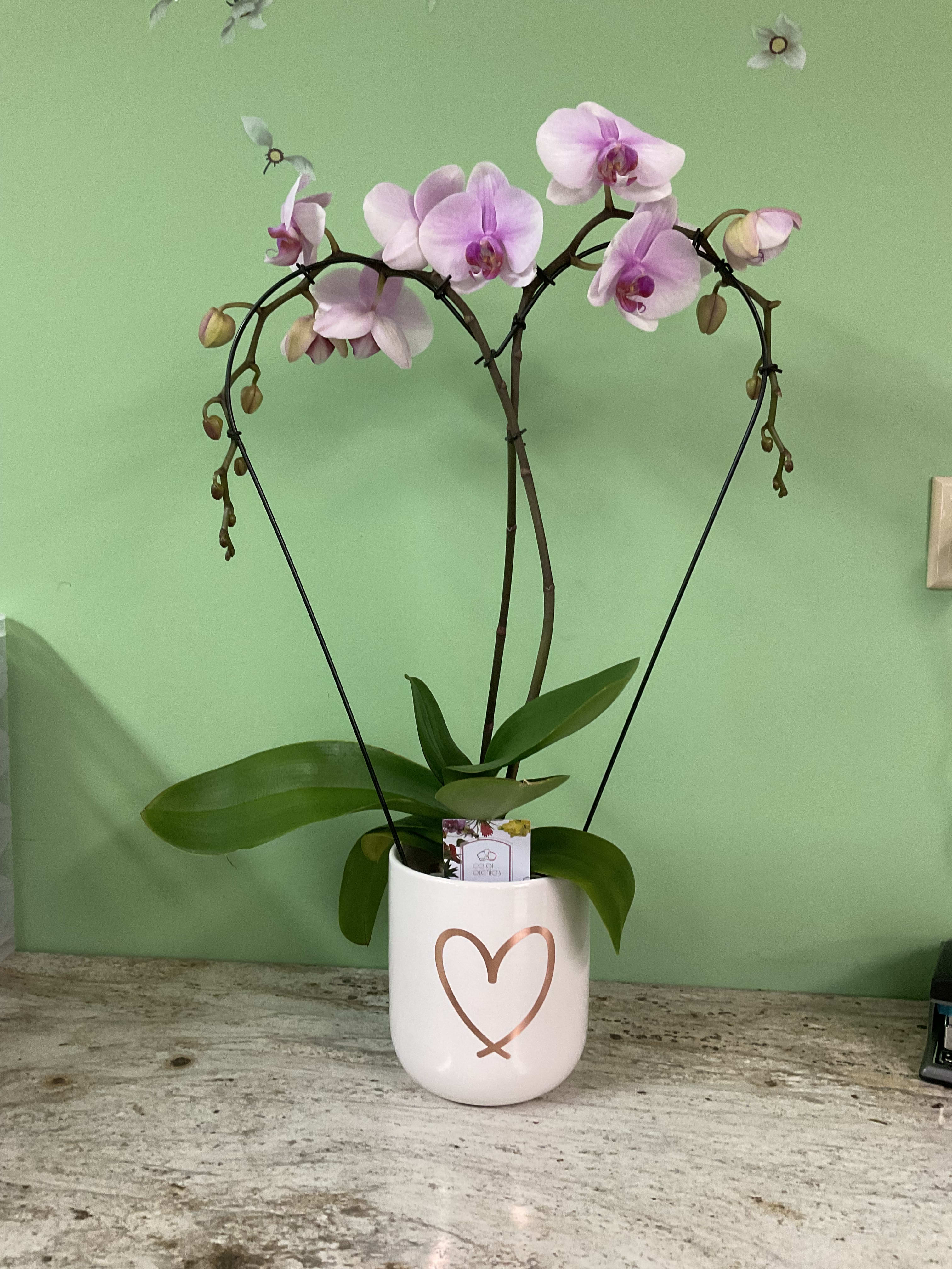 Shop All Flower Delivery Virginia Beach VA Flowers at Hilltop