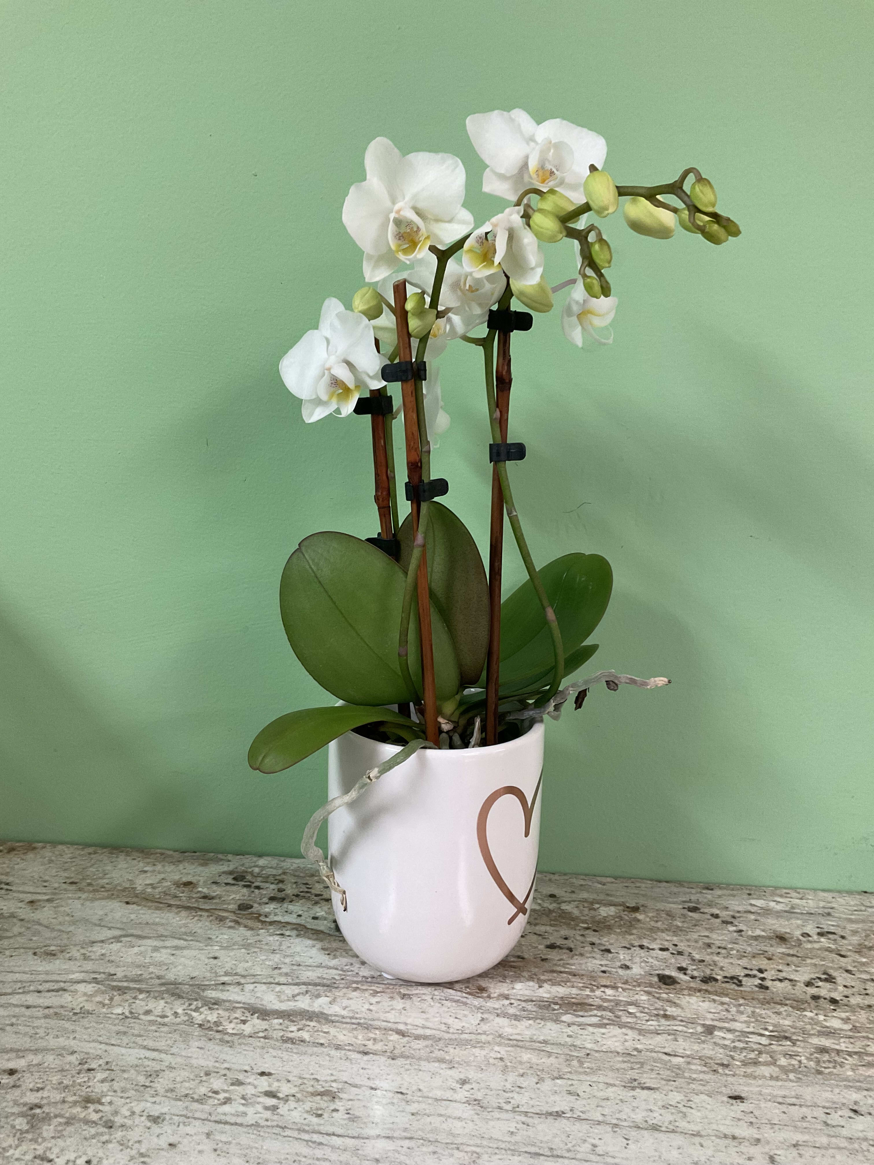 Shop All Flower Delivery Virginia Beach VA Flowers at Hilltop