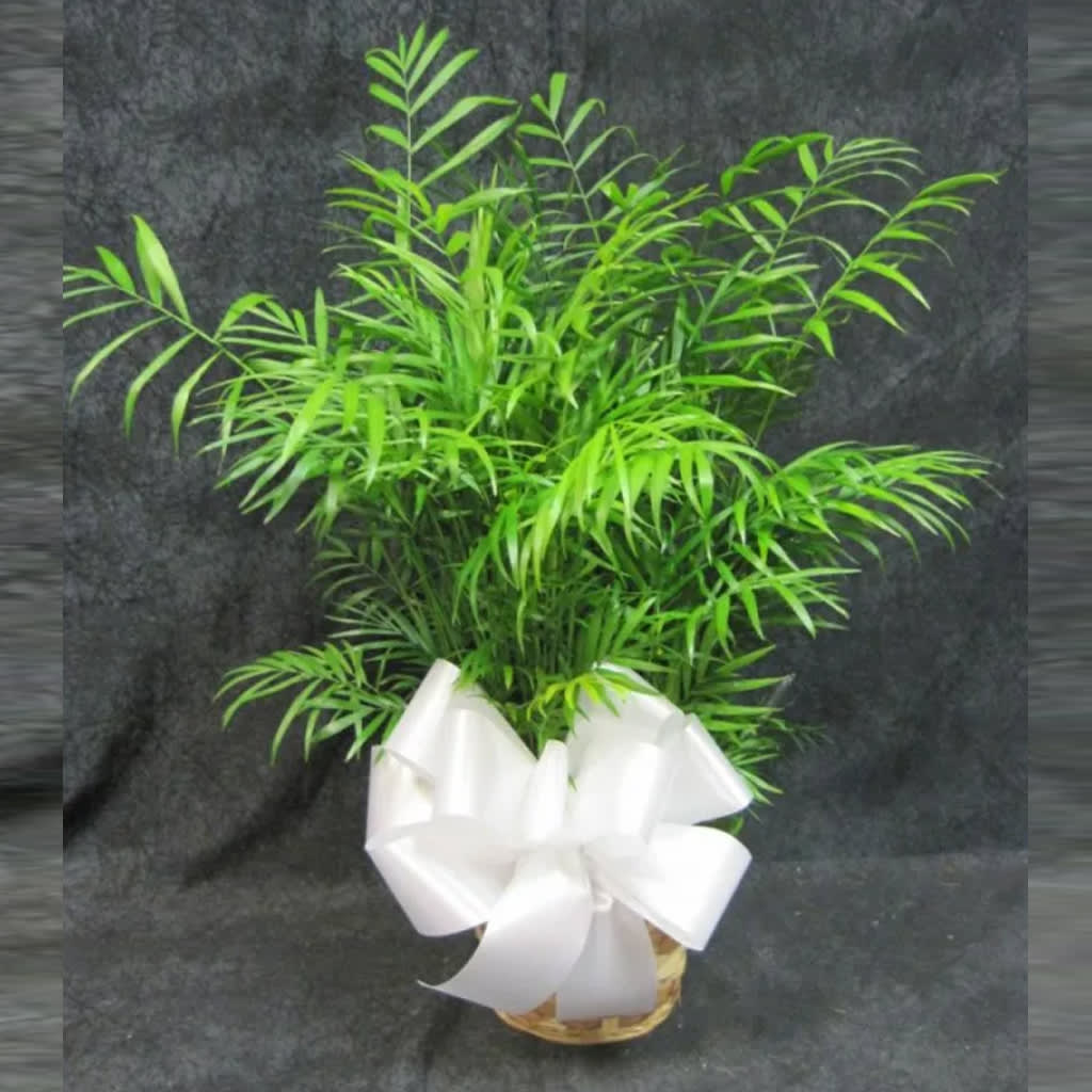6" Palm Plant