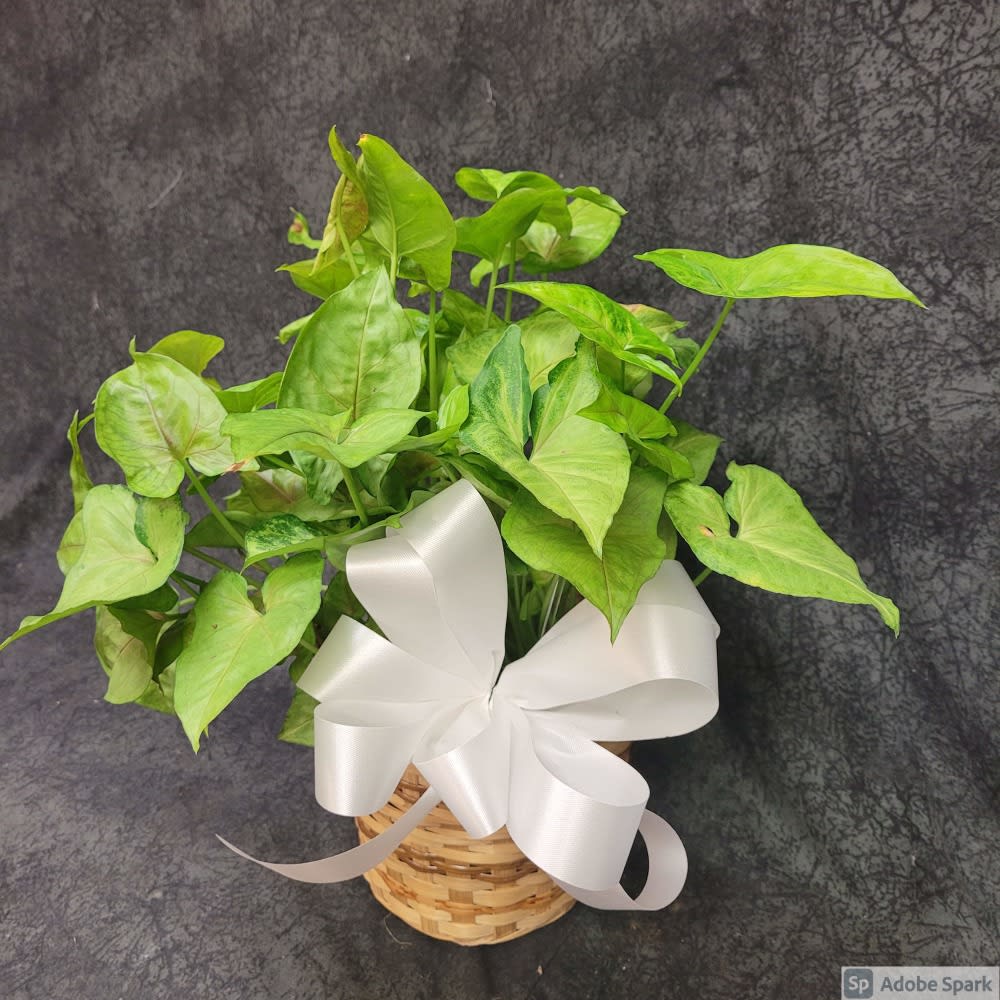 6" Nephthytis (Arrowhead) Plant