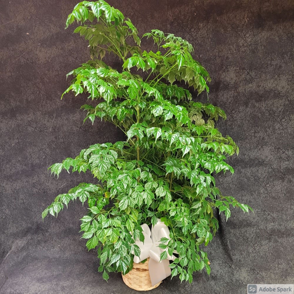 8" China doll Plant