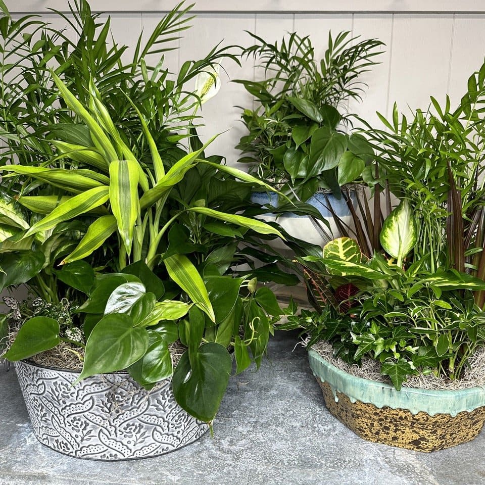 Green Haven Dish Garden