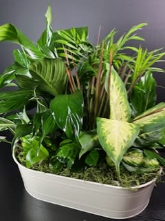 Inspiring Hope Dish Garden Flower Bouquet