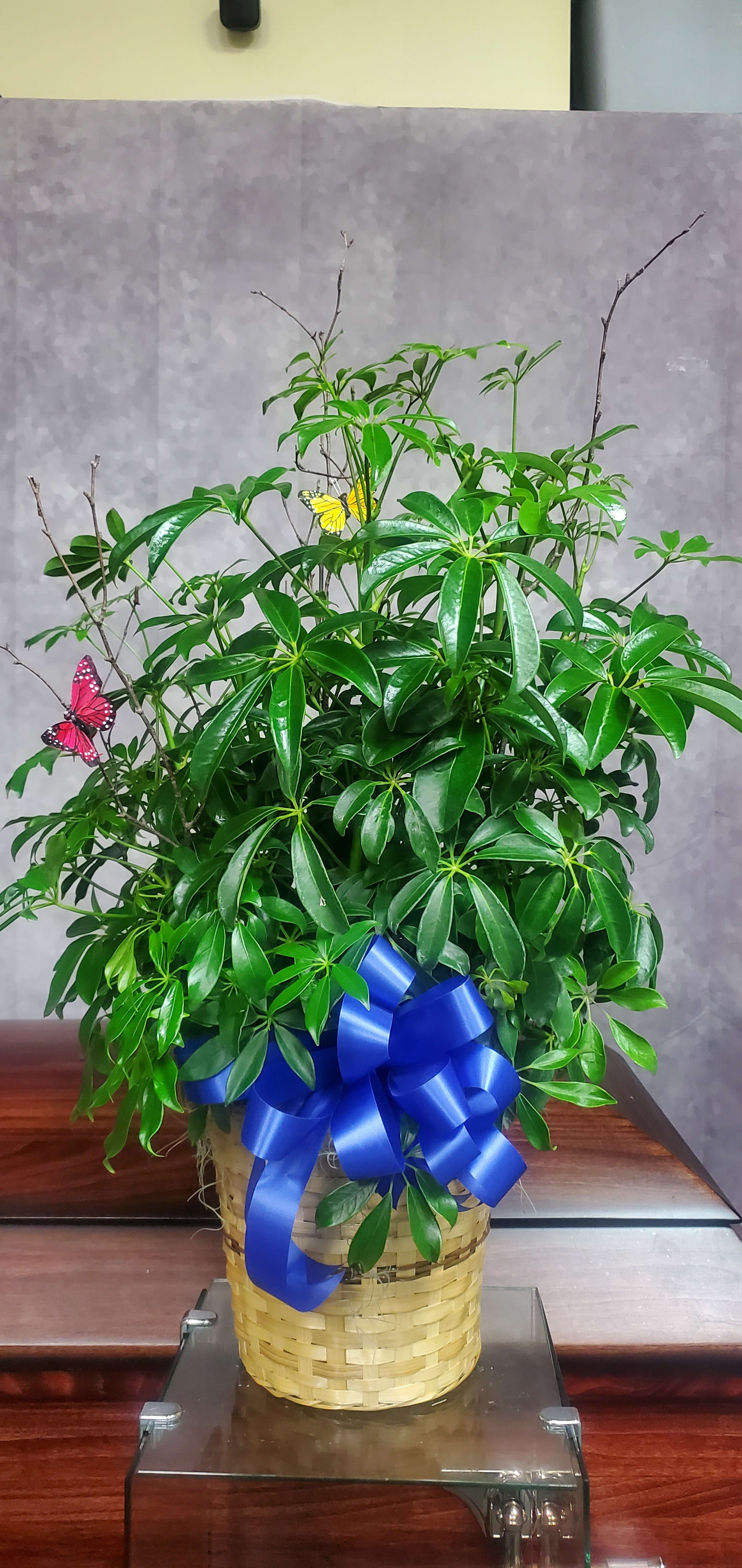 SCHEFFLERA PLANT Flower Bouquet