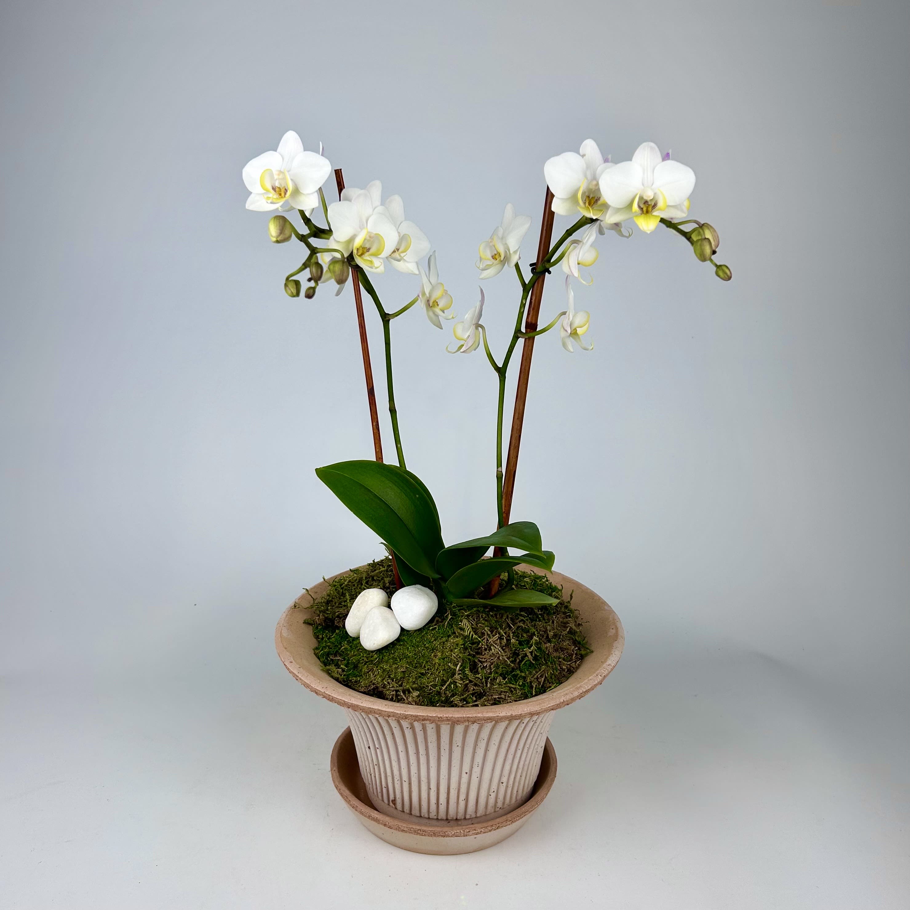 Closter Florist Fresh Flower Delivery Closter NJ by Closter Flowers