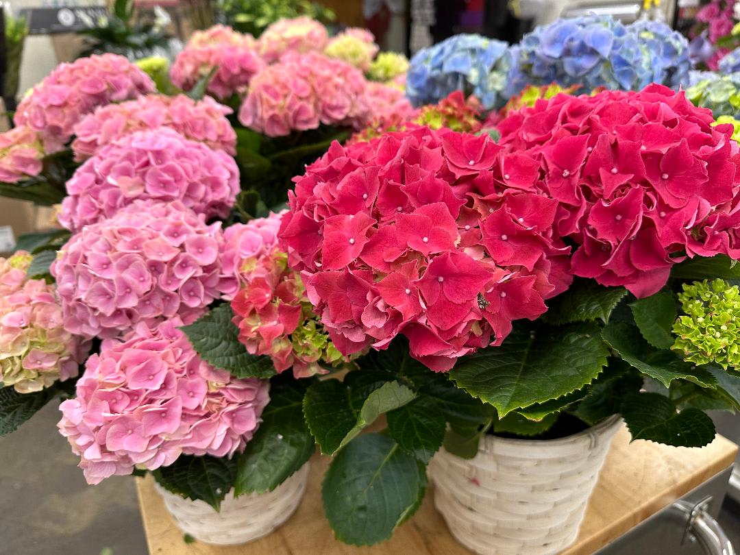 Hydrangea Plant 8" pot Flower Bouquet