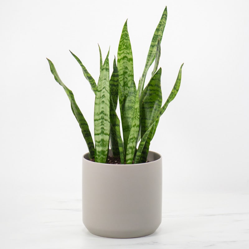 Snake Plant