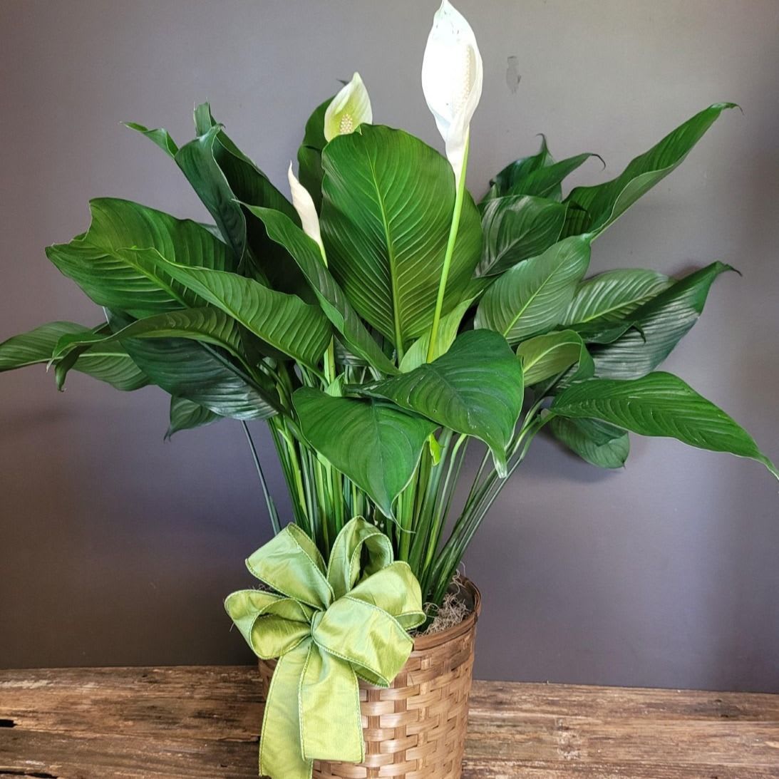 Peace Lily