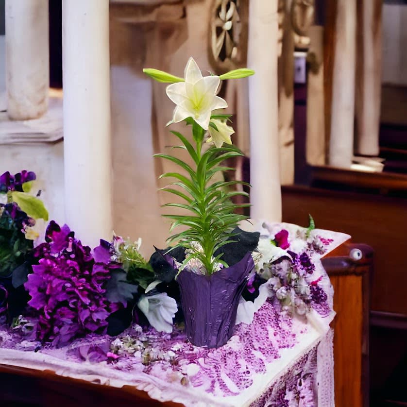 Easter Lily Plant