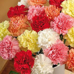 CARNATION ASSORTMENT