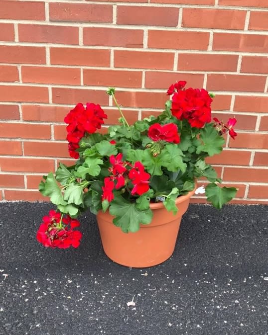 Geranium Tub Flower Bouquet