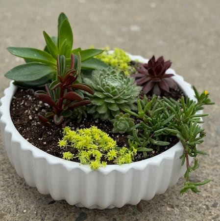 Succulent Garden