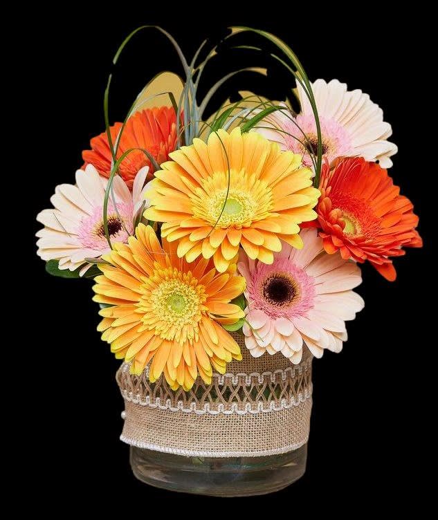 Daylily Gerber Surprise